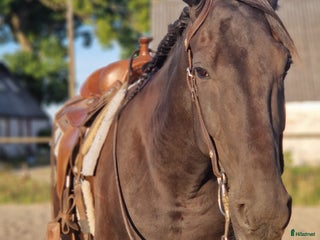 hästar Snäll valack. i Staffanstorp - Annons 12