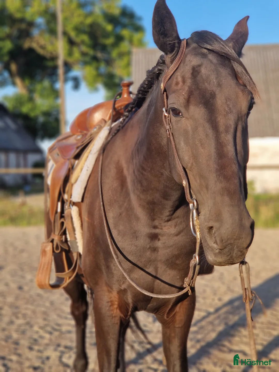 Allround hästar till salu: Snäll valack.  i Staffanstorp - Annons 1