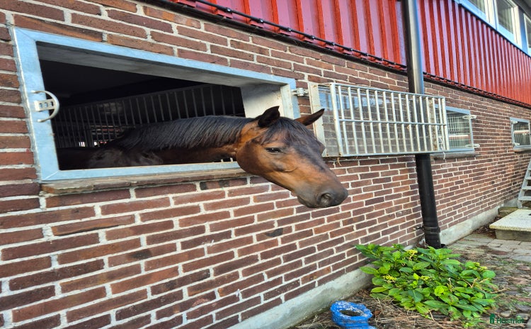  hästar i Båstad - Annons 11