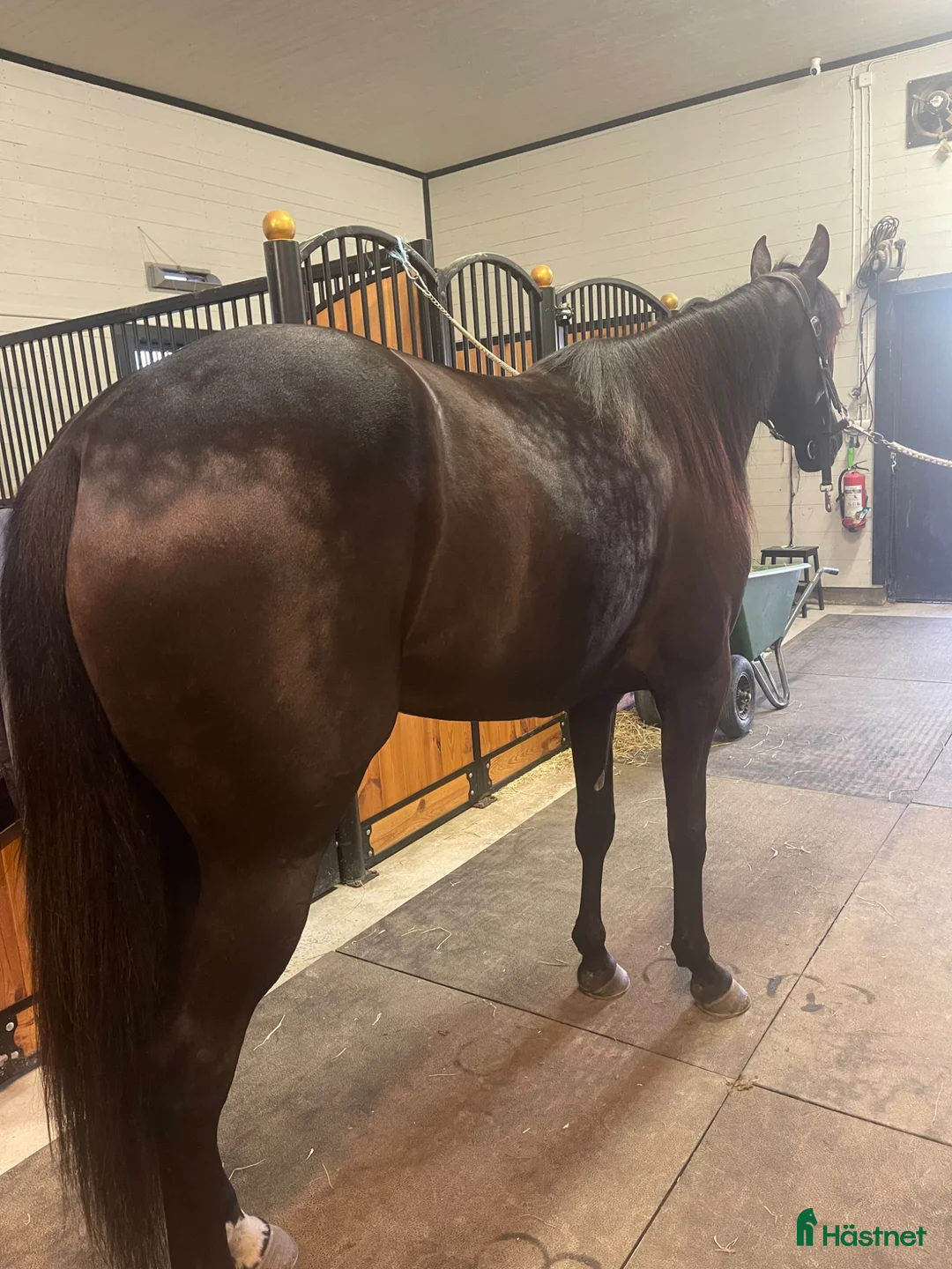 Trav hästar till salu: Välstammat Avelssto i Hedesunda - Annons 5