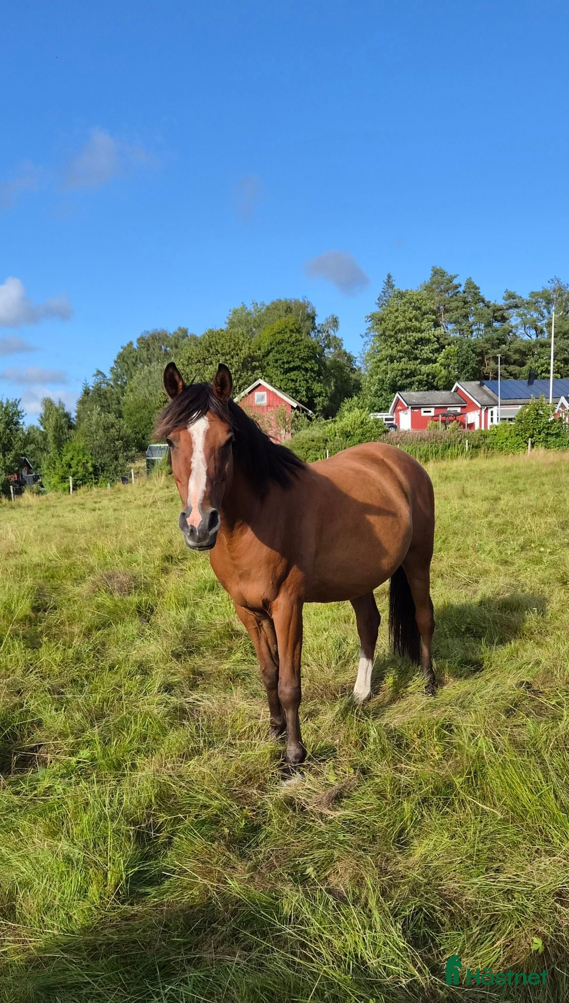  hästar Snäll och söt valack - Annons 2