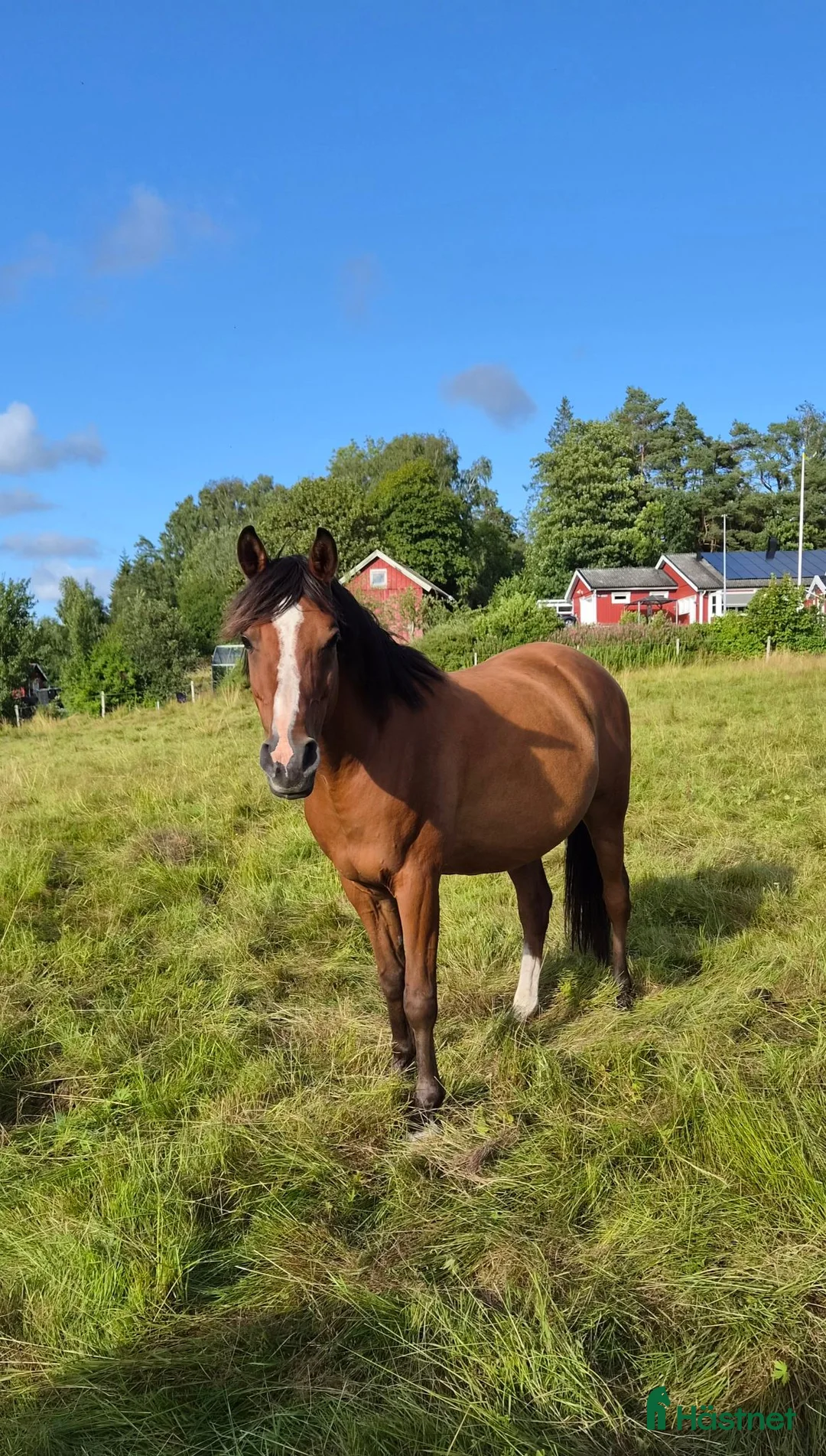 Allround hästar till salu: Snäll och söt valack - Annons 1
