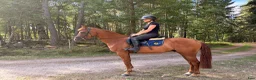 Allround hästar till salu: Hopp ponny 🐴 - Annons 3