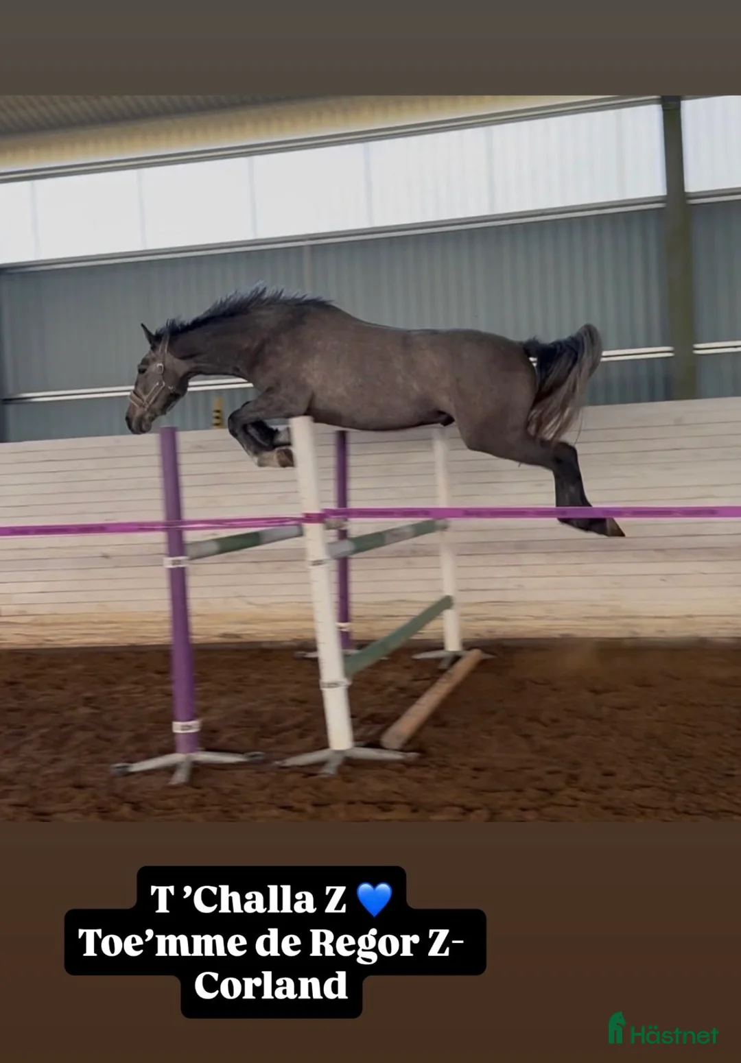 Hoppning hästar till salu: Trevlig valack, T’Challa Z - Annons 2