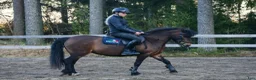 Allround hästar till salu: En ponny med hjärta på rätt ställe ❤️ - Annons 4