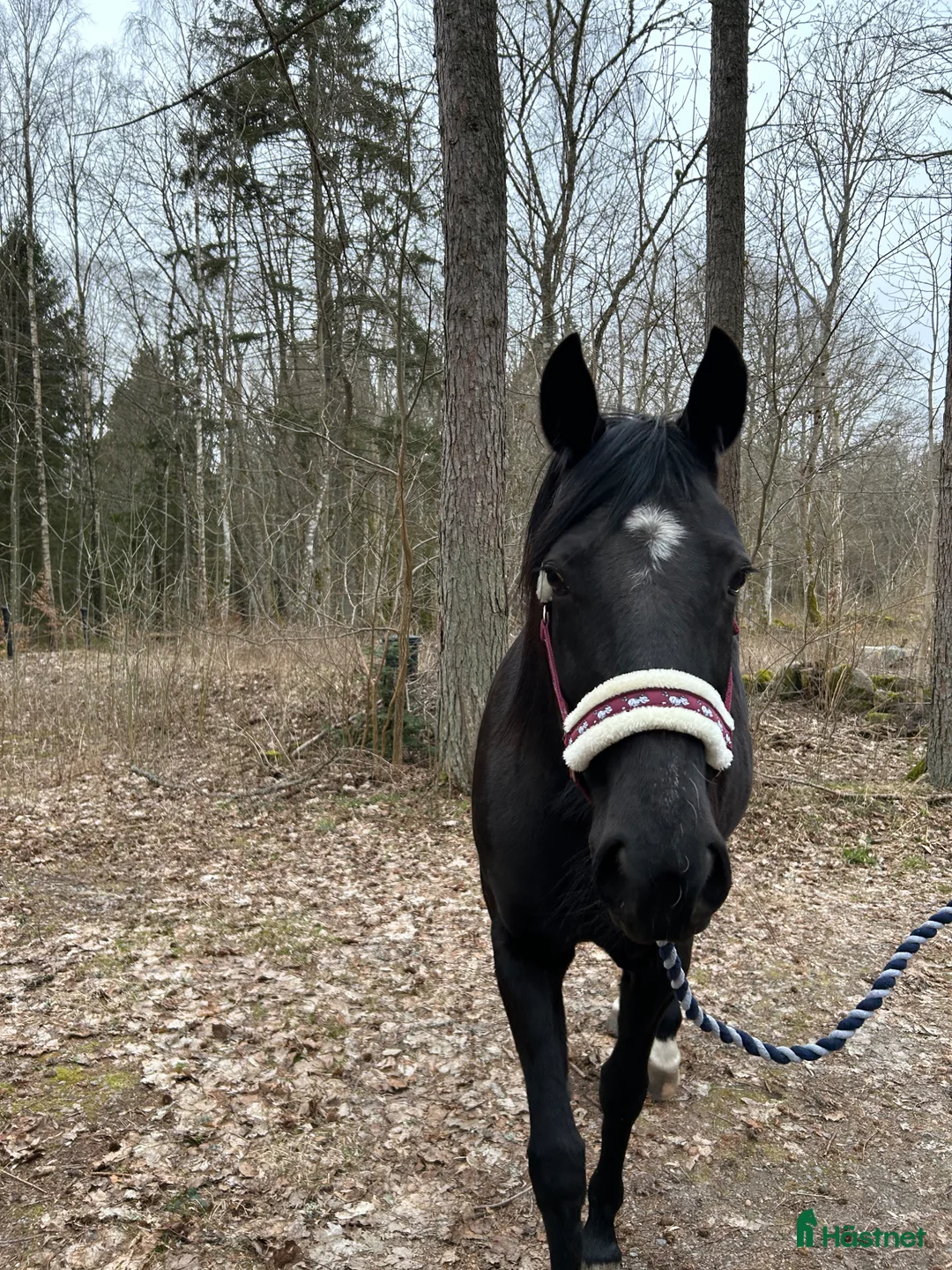 Allround hästar till salu: Snäll travare som söker nytt hem som ridhäst i Fågelmara - Annons 2