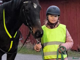 hästar Söker efter ponny på foder i Eskilstuna - Annons 5