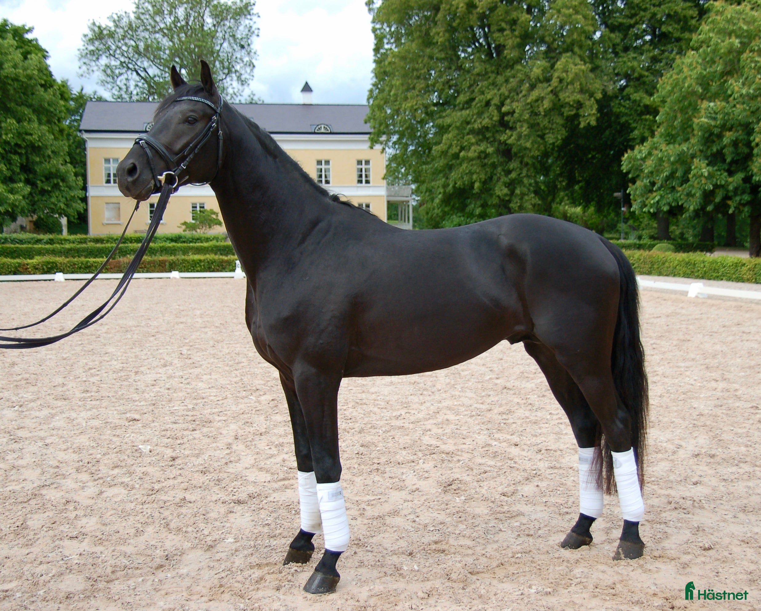  hästar Framtidig superstjärna - Annons 14