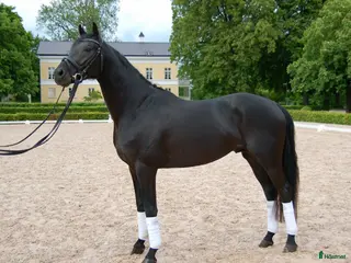 hästar Framtidig superstjärna - Annons 14