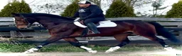 Allround hästar till salu: 9-Year-Old Polish Warmblood Gelding – 166 cm - Annons 3
