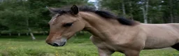 Allround hästar till salu: TINGAD Fölet som charmar alla - Annons 7