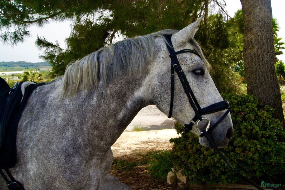 Dressyr hästar till salu: ⭐⭐Fyra st superfina PRE hästar ⭐⭐ i Märsta - Annons 2