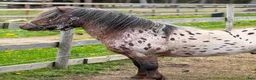 Allround hästar till salu: Supertrevlig barnponny, troligtvis dräktig - Annons 3