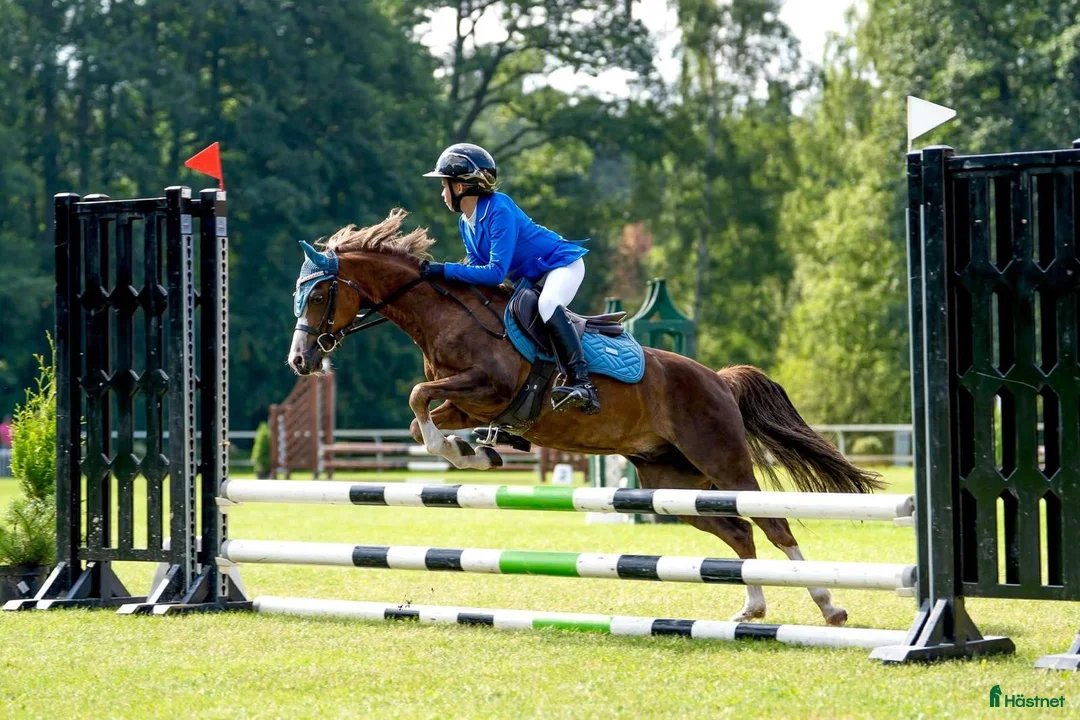 Galopp hästar till salu: Pony showjumping - Annons 2