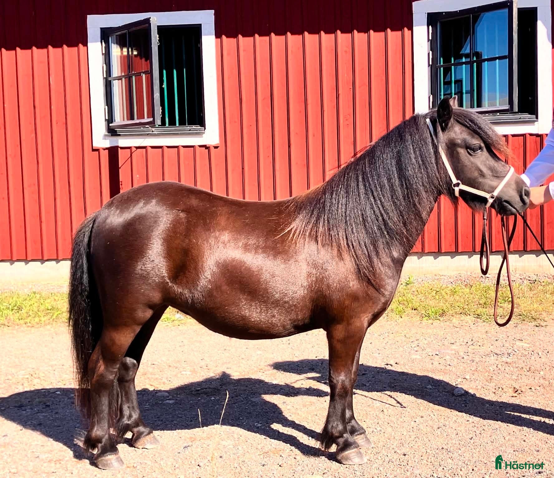  hästar Betäckt klass 1 sto - Annons 2