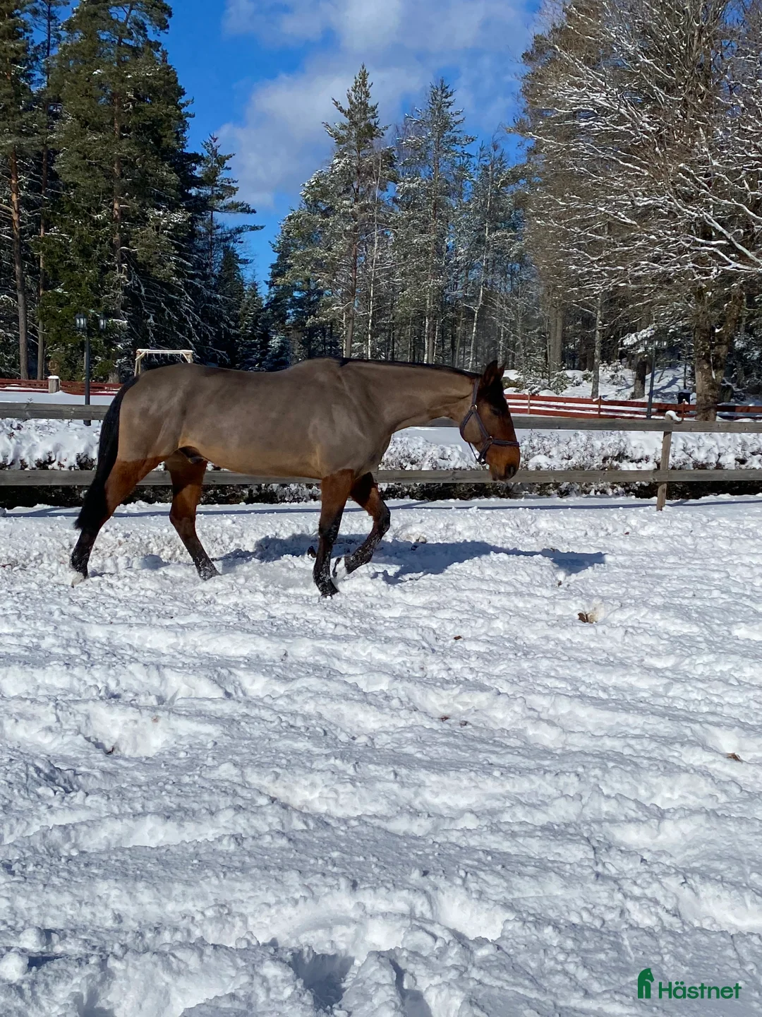 Allround hästar till salu: Trevlig allround/hobbyhäst  - Annons 2