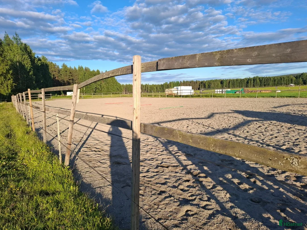  stallplats finnes: Lösdriftsplatser finns i Skellefteå  - Annons 10