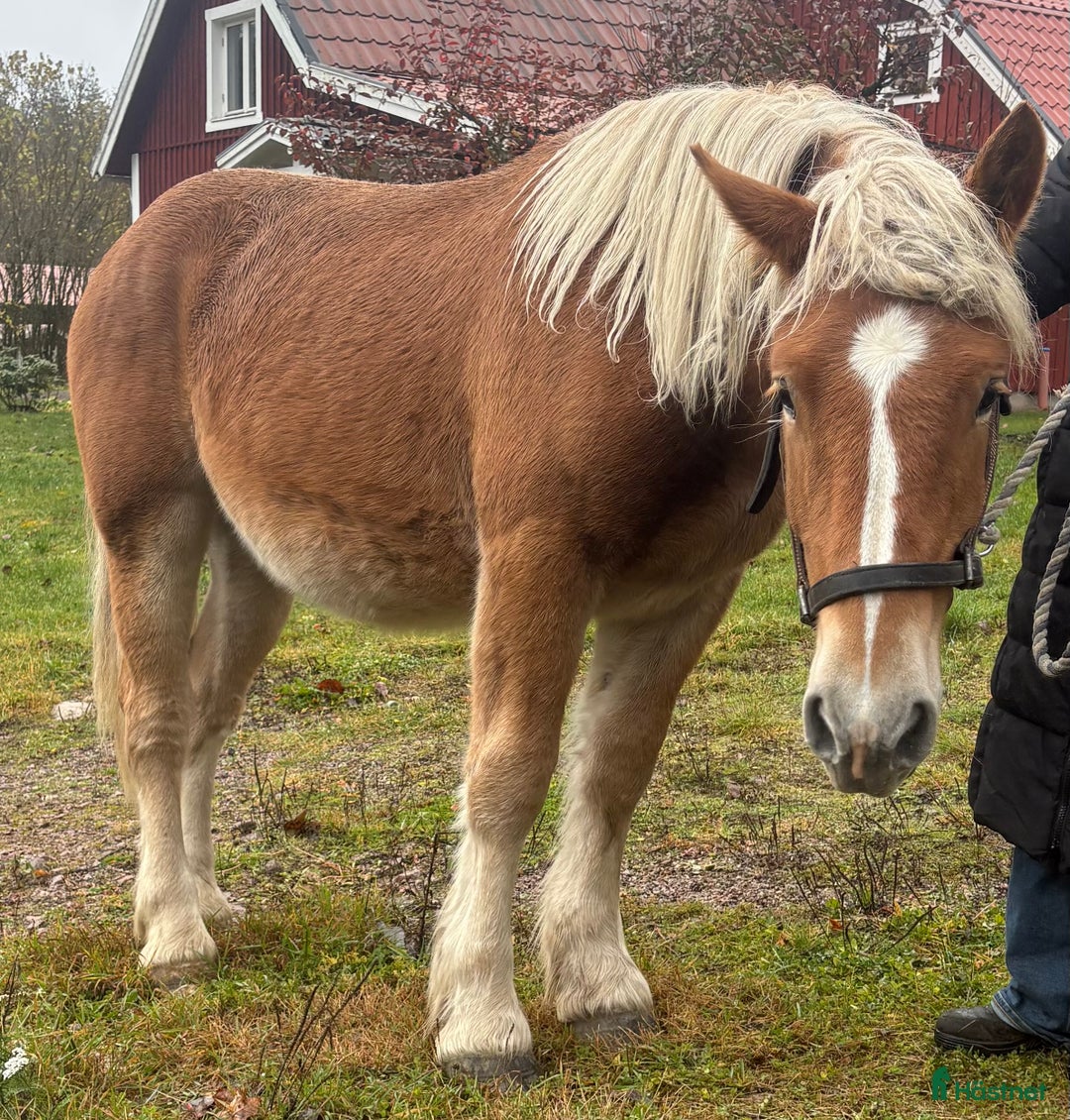 Allround hästar till salu: Fjord & Russ i Ulrika - Annons 4