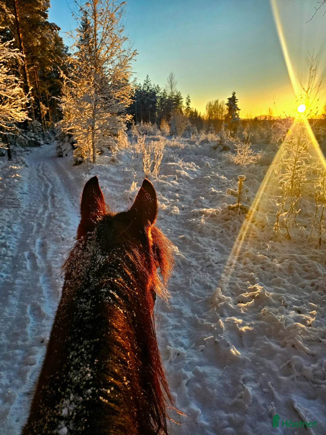 Övrigt hästar till salu: Skogsmulle/fölsto i Furudal - Annons 2