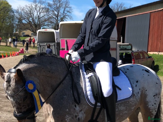 hästar C-ponny utlånas till sällskap i Täby - Annons 6