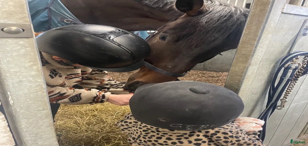 Galleribild {{count}}