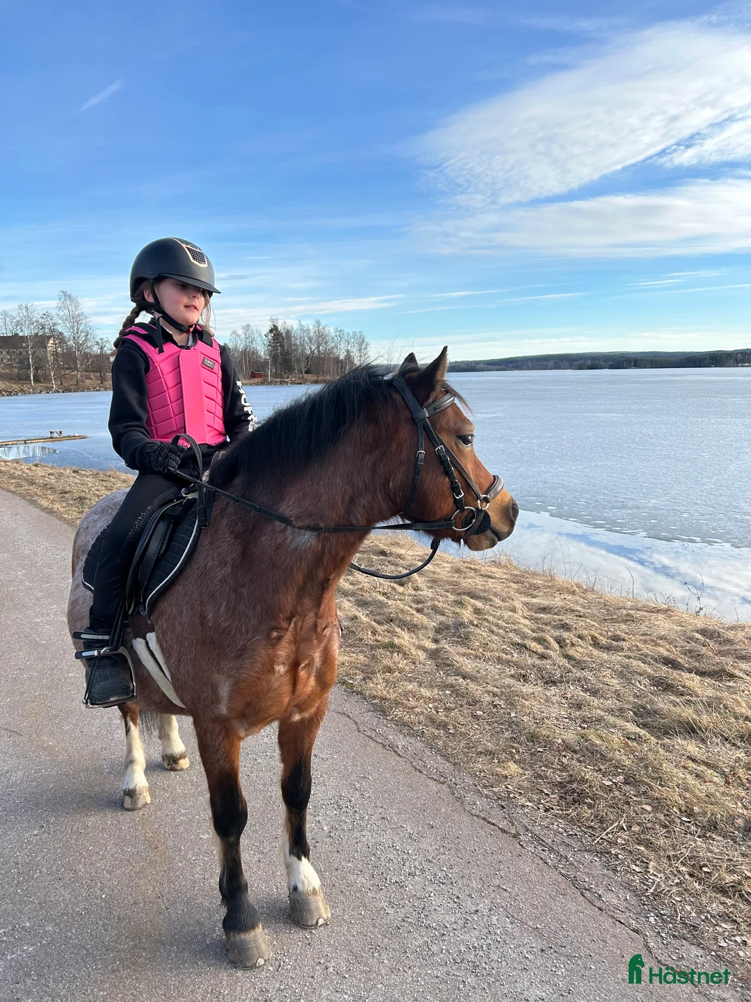 Allround hästar till salu: Världens bästa Albert! - Annons 2