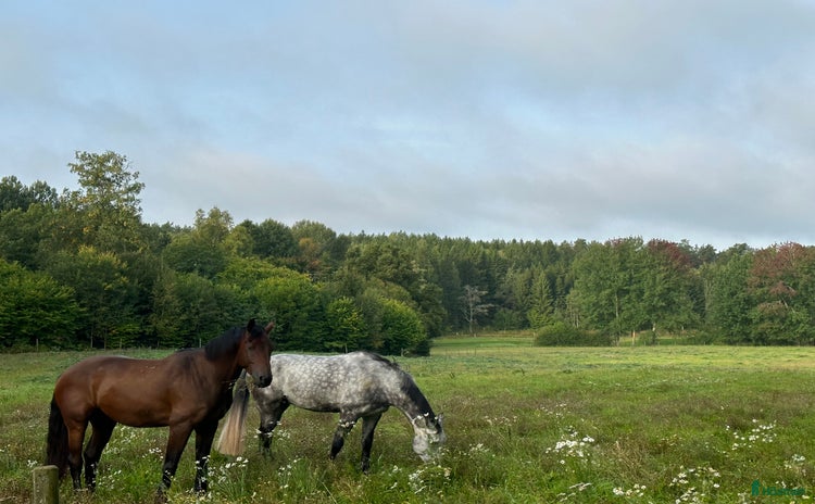  hästar i Södertälje - Annons 2