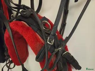 Travselar trav till salu: Travsele - Annons 2