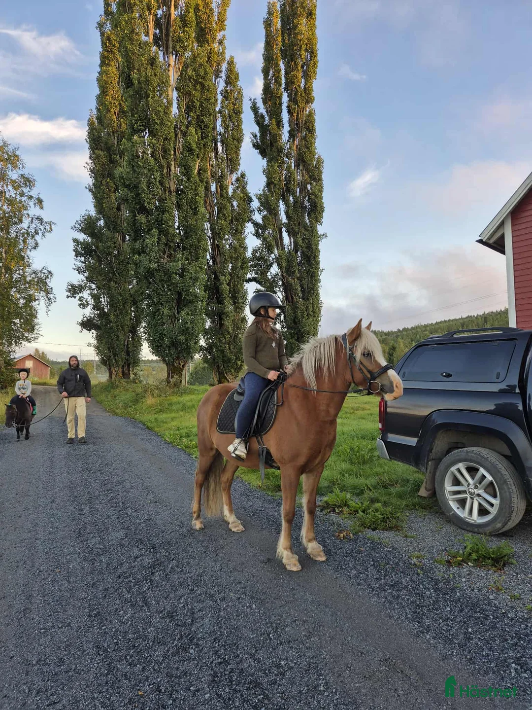 Island hästar till salu: Ester från Röja  - Annons 4