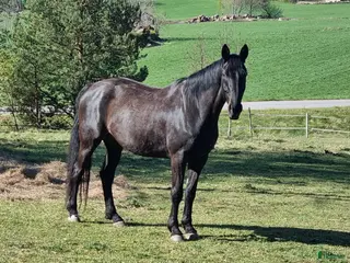 hästar 💛 Föralltidhem sökes till 13-årig valak 💛 - Annons 11