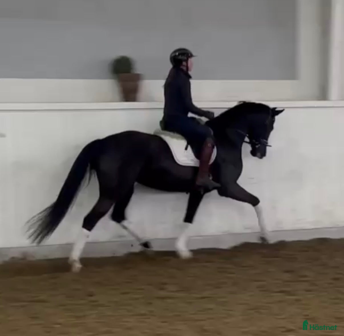  hästar Vackert svart sto i Billesholm - Annons 4