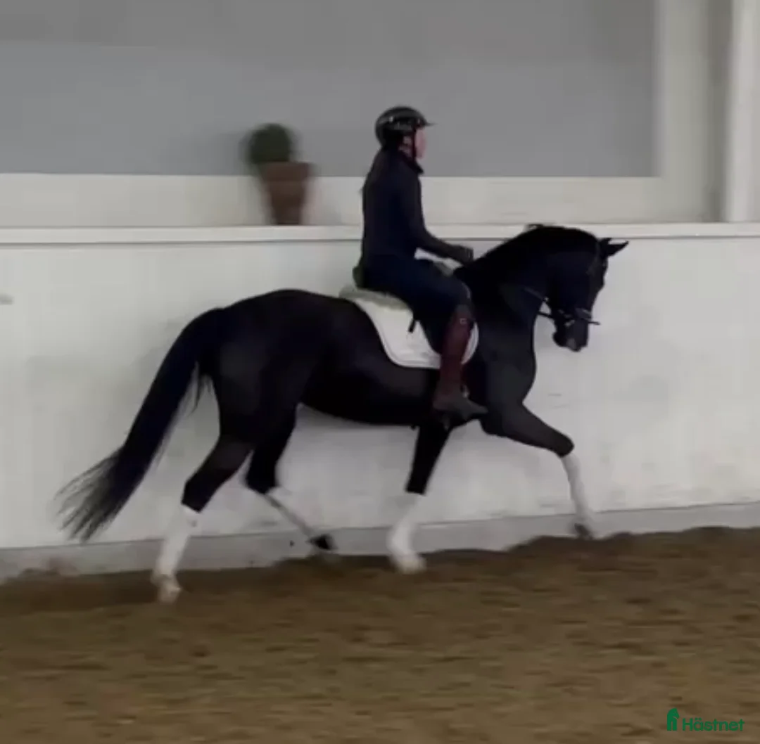 Dressyr hästar till salu: Vackert svart sto i Billesholm - Annons 1