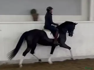 hästar Vackert svart sto i Billesholm - Annons 4