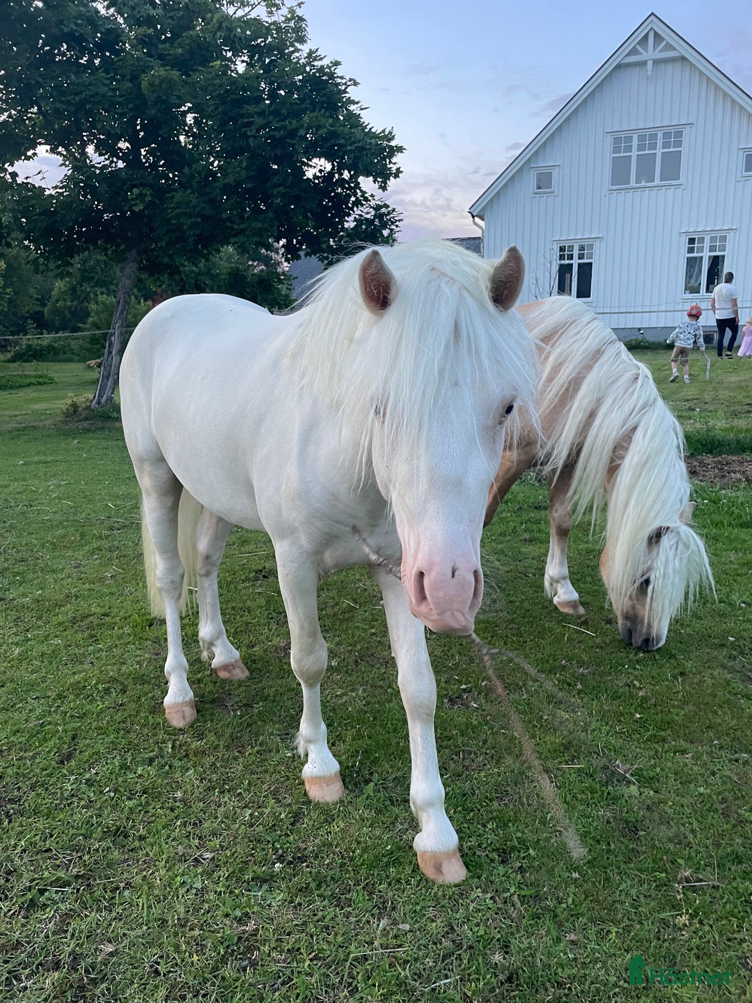 Allround hästar till salu: Blivande treåring, welsh sec B. i Strömsnäsbruk - Annons 4