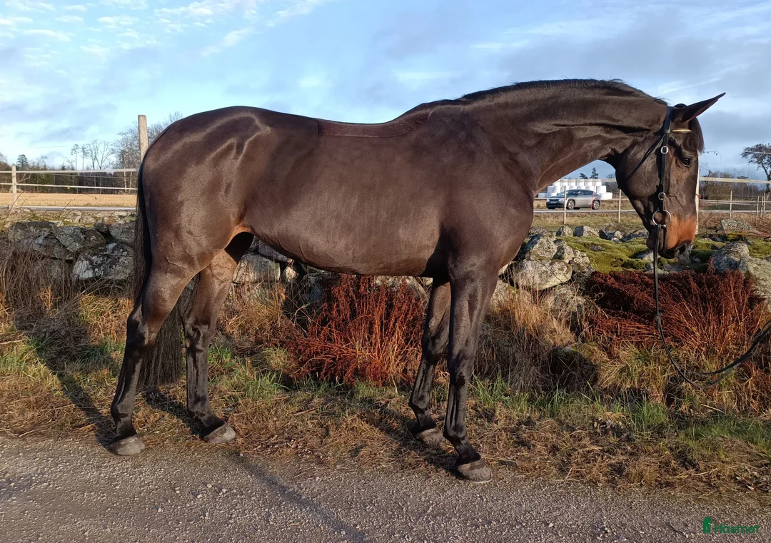 Hoppning hästar till salu: Snäll, ambitiös 6-åring för hoppning/dressyr - Annons 2