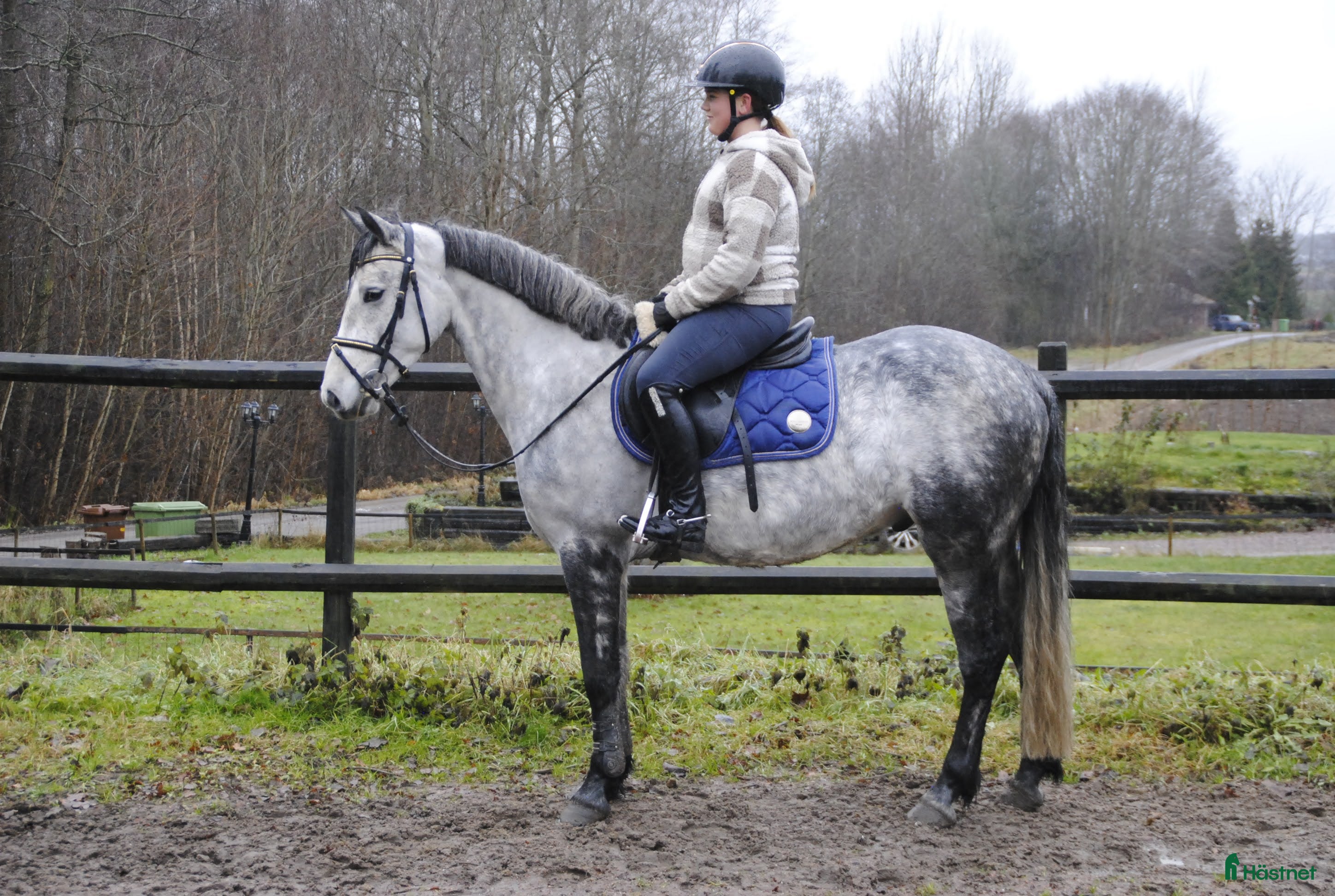  hästar Snygg sportponny i Odensbacken - Annons 15