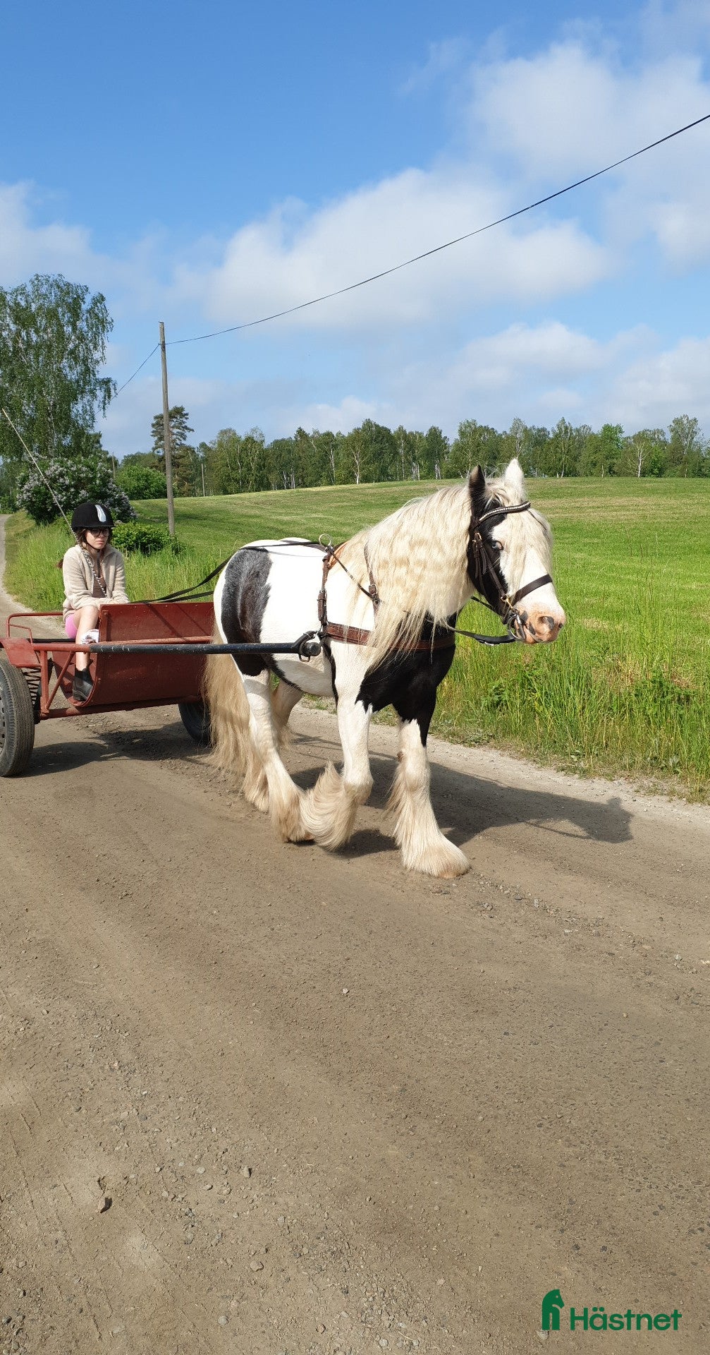  hästar Tinker söker ny liten ryttare.  i Sösdala - Annons 18