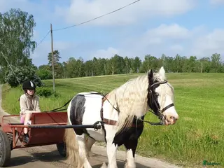 hästar Tinker söker ny liten ryttare. i Sösdala - Annons 18