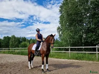 hästar Fin dressyrhäst! - Annons 15