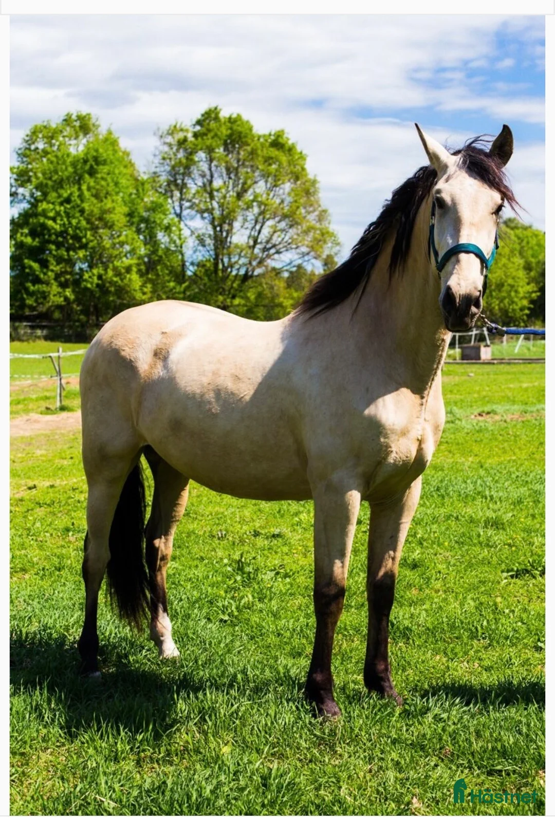 Working Equitation hästar till salu: 3-årig PRE-valack  - Annons 1
