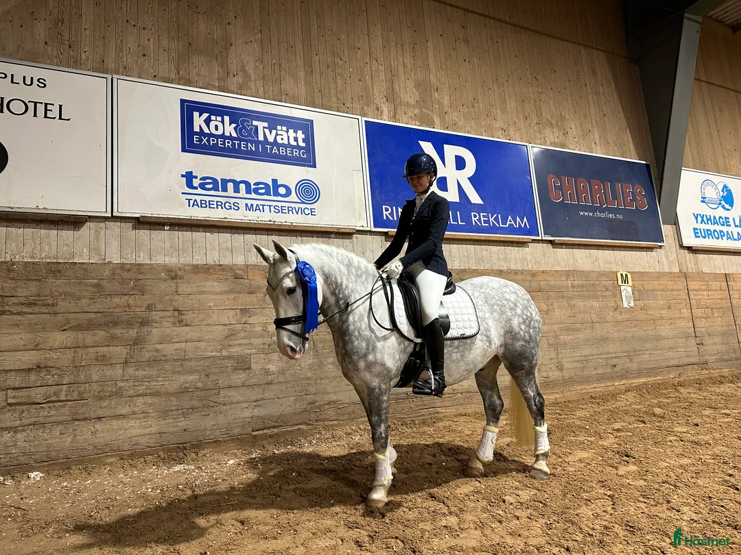 Dressyr hästar till salu: Fantastisk ponny med stor utstrålning  - Annons 2