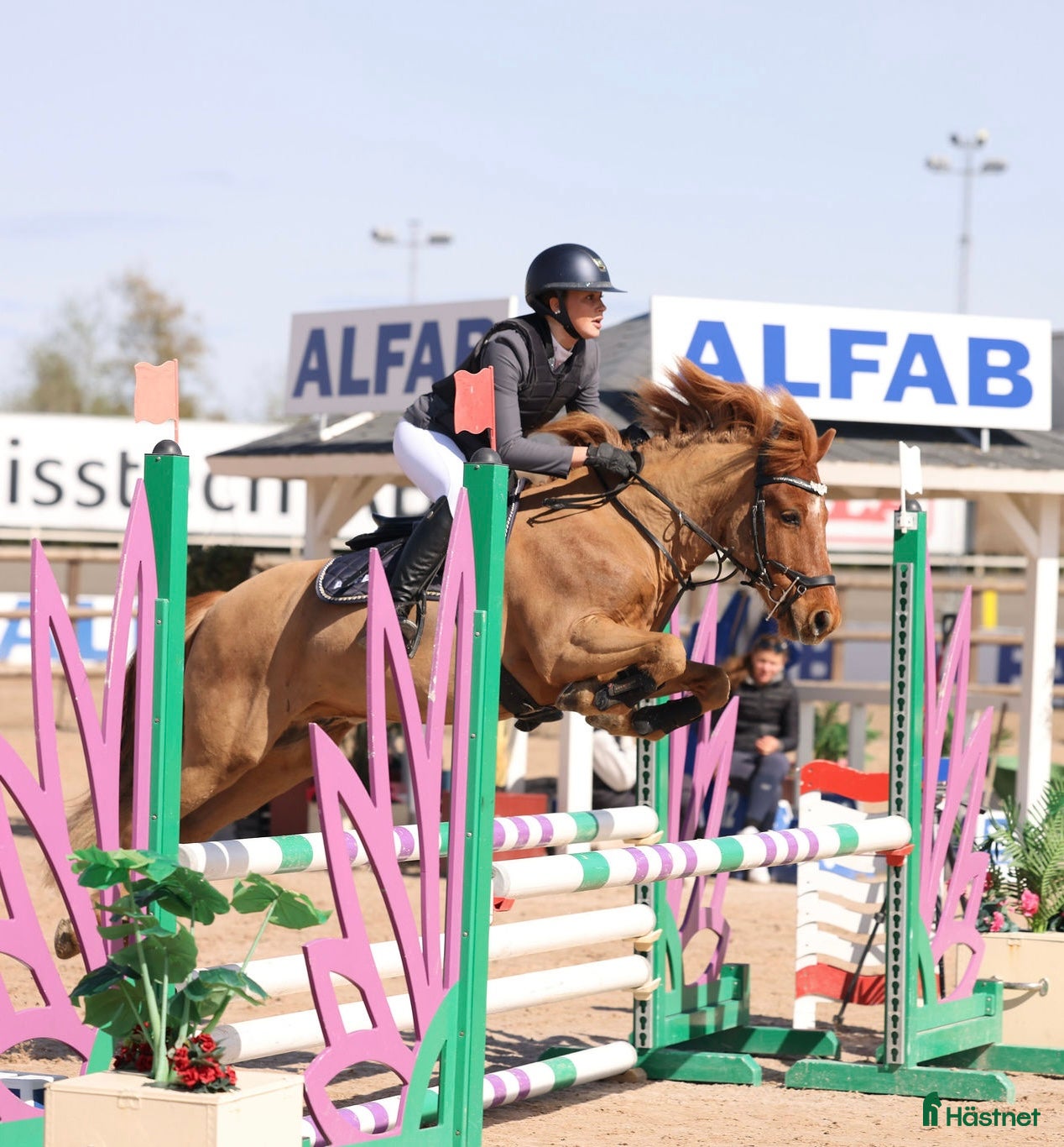  hästar Arre söker ny kompis för nya äventyr! i Västerås - Annons 18