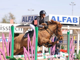 hästar Arre söker ny kompis för nya äventyr! i Västerås - Annons 11