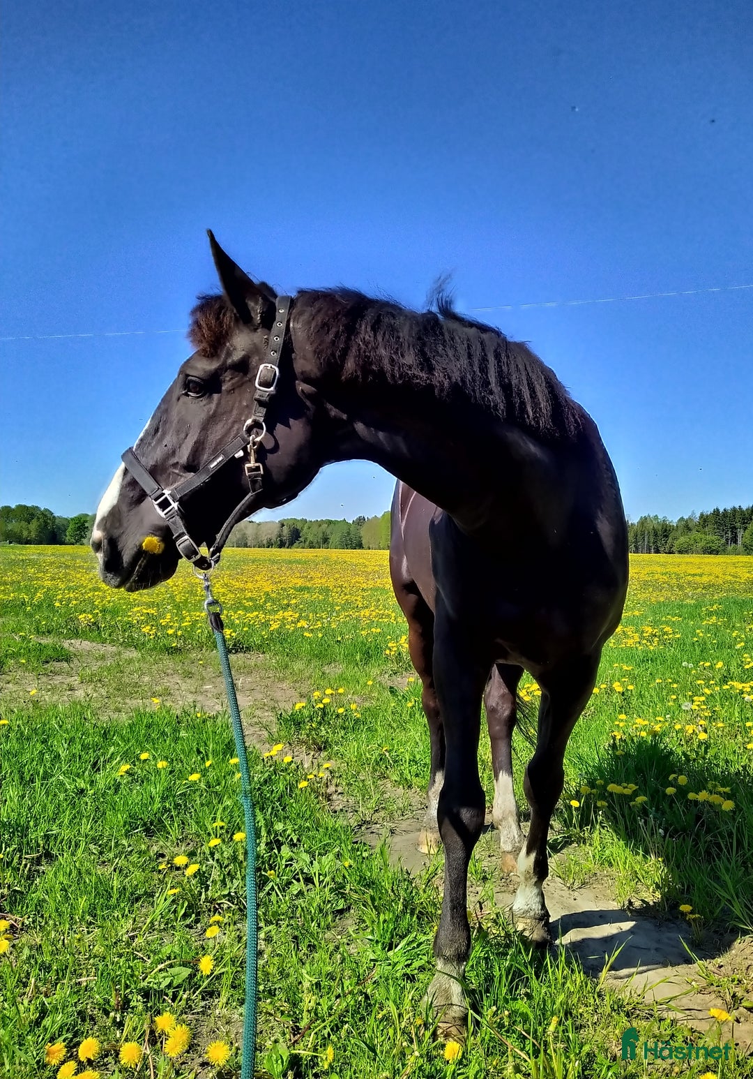  medryttarhäst finnes: Medryttare till tidigare Grand Prixhäst  i Björklinge - Annons 4