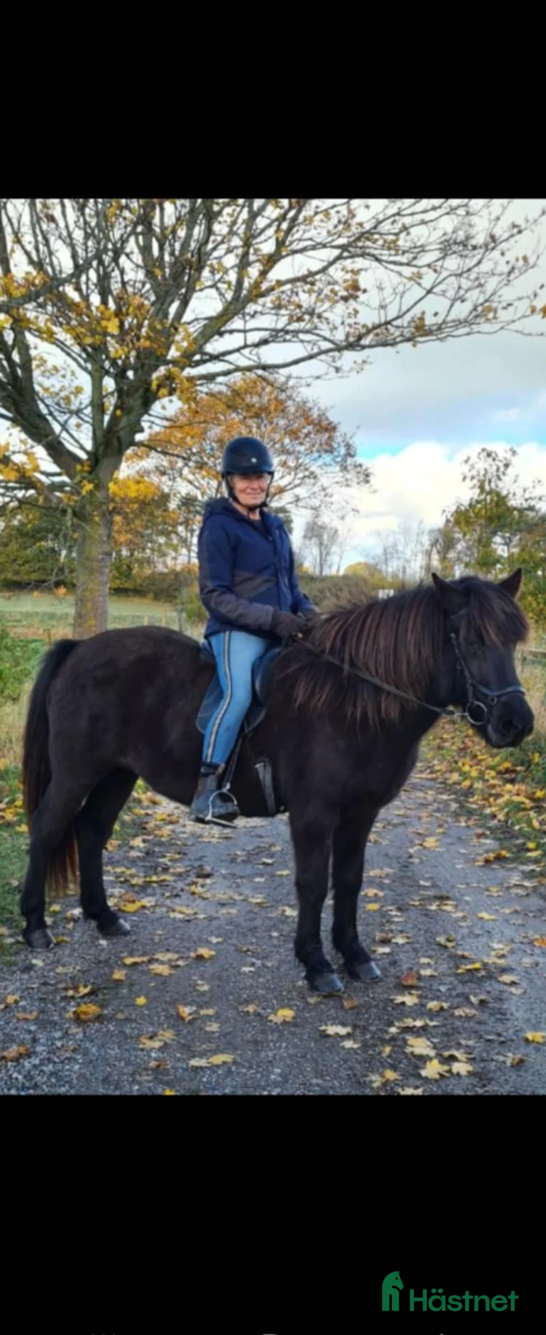 Island hästar till salu: Trevligt sto 18 år i Kallinge - Annons 3