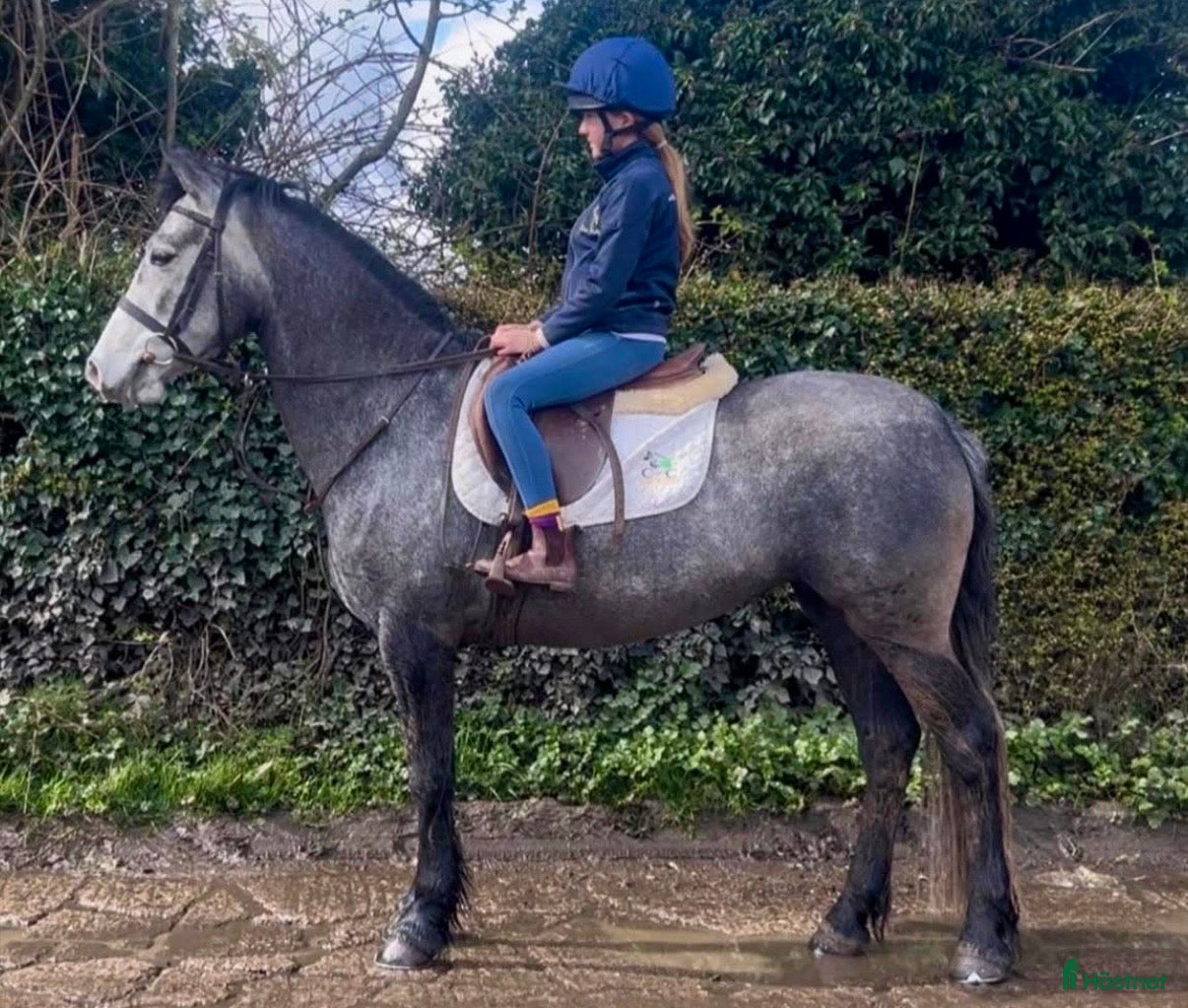  hästar Vackert och tryggt 1:a klass connemarasto! 💜 - Annons 2