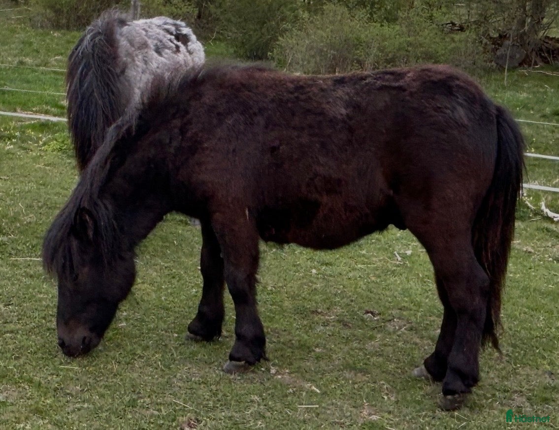  hästar Evert Taube 1-årig Valack - Annons 1
