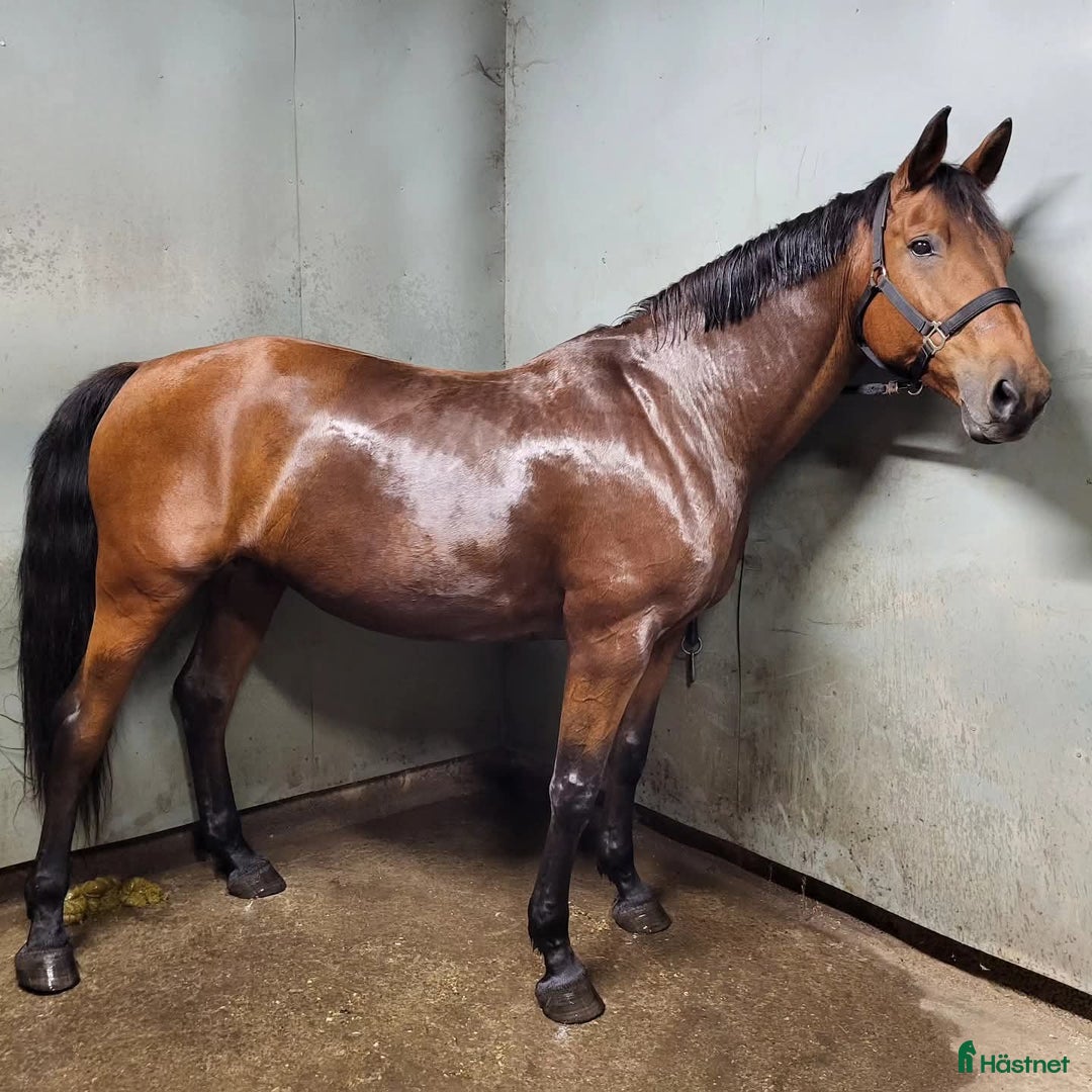 Övrigt hästar till salu: Sto för långa skogsturer, ev. Avel i Västerås - Annons 2