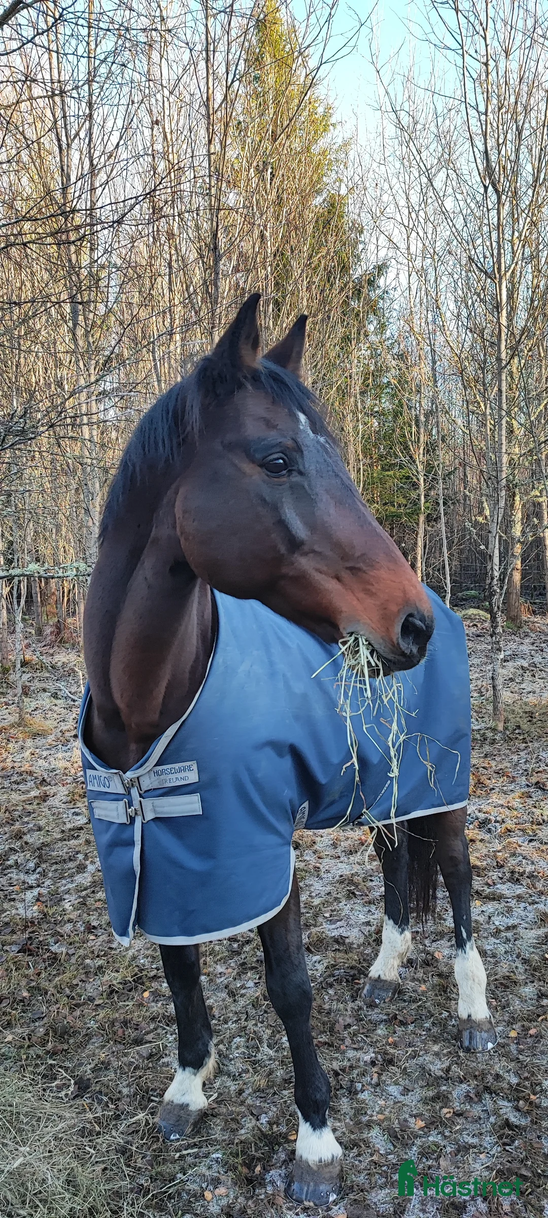 Hoppning hästar till salu: Sällskap/Avel i Jät - Annons 2