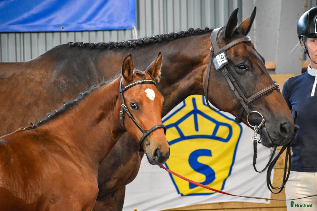 Hoppning hästar till salu: Premieföl med 9 i exteriör, stark hoppstam i Kisa - Annons 1